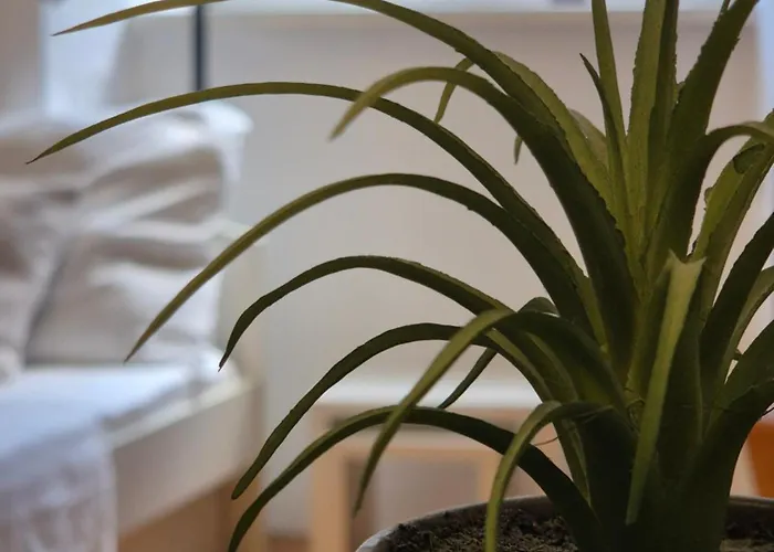 Ritual Center 公寓